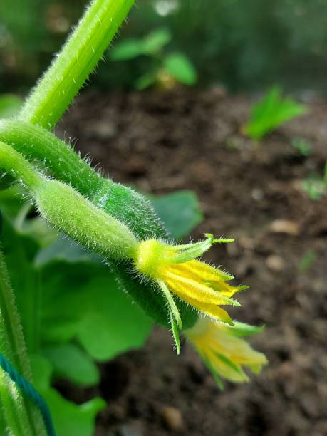 istock Cucumbers in a greenhouse 1497255719