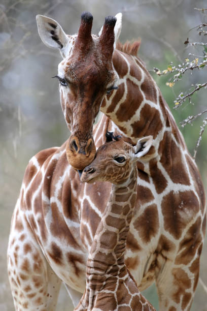 primo piano del simpatico cucciolo di giraffa reticolata con il genitore (giraffa camelopardalis reticulata) - reticulated giraffe foto e immagini stock
