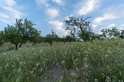 field of almond trees in the south of Granada, there is grass with flowers, the sky has clouds