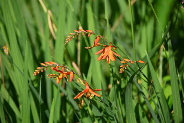Crocosmia ( Montbretia ) flowers. Crocosmia ( Montbretia ) flowers. Iridaceae perennial plants native to South Africa. Vermilion flowers bloom in racemes from June to August. crocosmia stock pictures, royalty-free photos & images