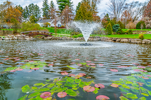 lily pond