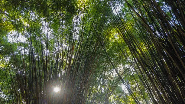 Bamboo Forest and the sun coming in