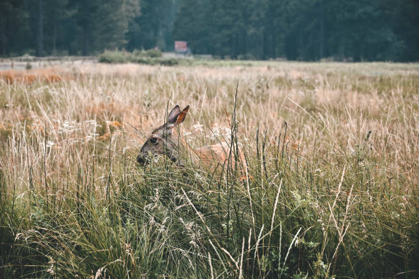 Meadow in Yosemite