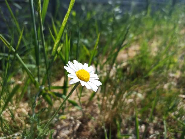 matricaria chamomilla (sinónimo: matricaria recutita), comúnmente conocida como manzanilla (también deletreada manzanilla), manzanilla alemana, manzanilla húngara (kamilla), manzanilla silvestre - german chamomile chamomile plant smelling flower fotografías e imágenes de stock