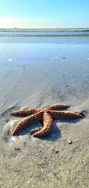 Starfish spotted on the shores of Lagoon Beach, Cape Town