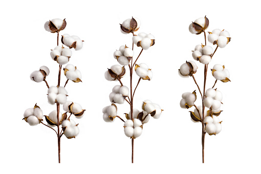 Set of cotton branches isolated on white background. Delicate cotton flowers collection.