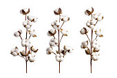 Set of cotton branches isolated on white background. White cotton flowers collection.