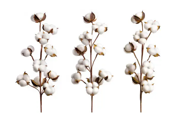 Photo of Set of cotton branches isolated on white background. White cotton flowers collection.