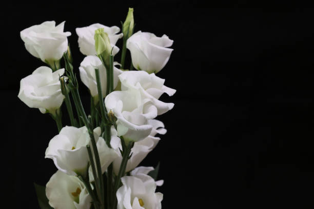 istock Bouquet of Eustoma isolated on a black background. 1497264298