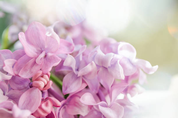 istock Pink lilac macro. Beautiful blooming lilac. Natural background. Macro nature 1497265890