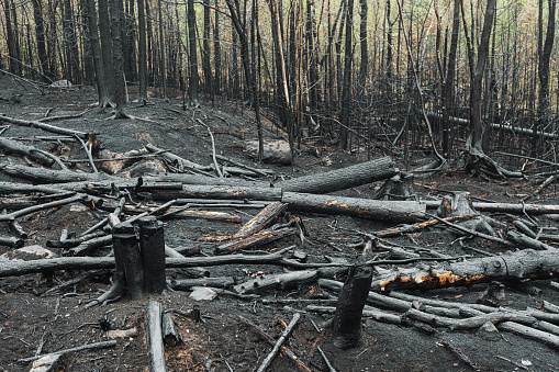 A charred landscape after a wild fire.