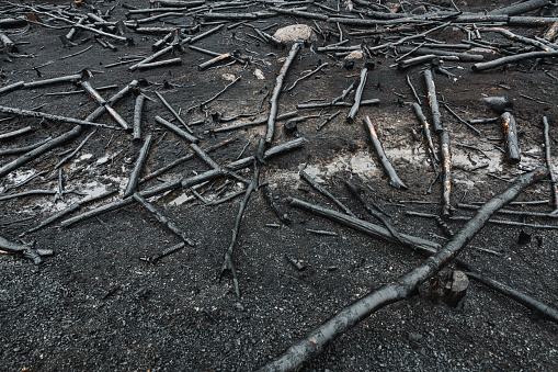 A charred landscape after a wild fire.