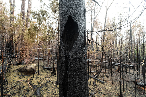 The charred trunk of a pine tree after a wild fire.