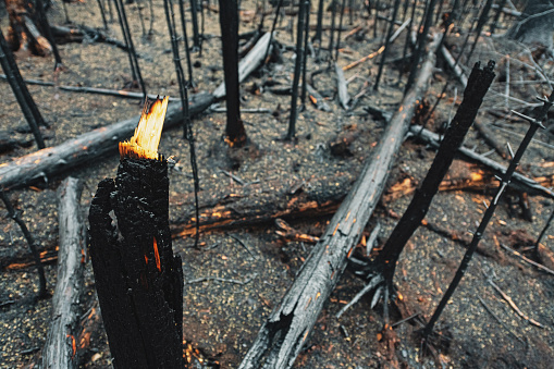 A charred landscape after a wild fire.