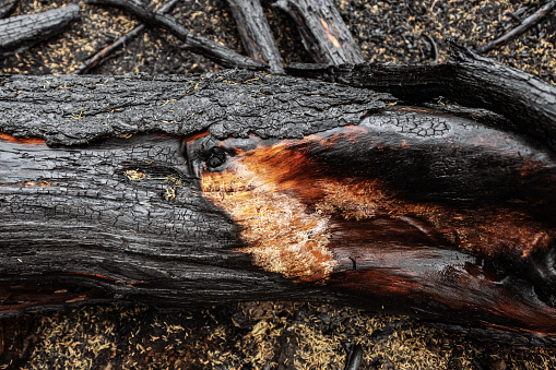 Tree bark peels off after a wild fire.