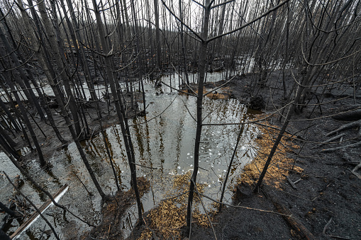 A stream flows well above its banks through blackened forest after a wild fire.