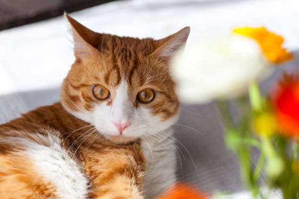 istock Yoing striped cat at home on table near window with flowers 1497268093