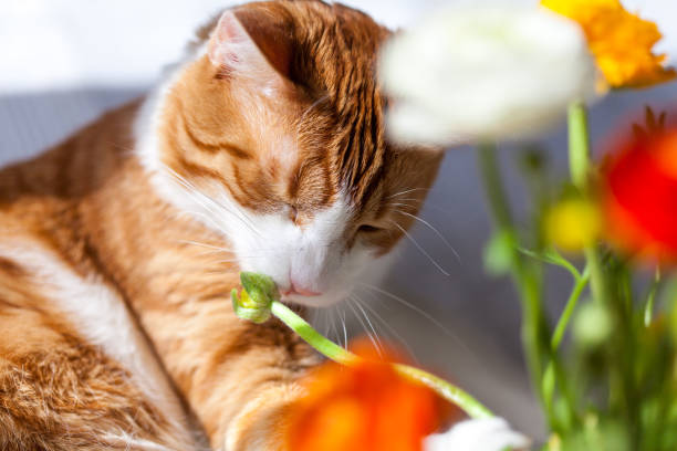 istock Yoing striped cat at home on table near window with flowers 1497268098