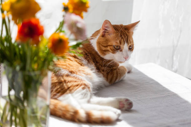 istock Yoing striped cat at home on table near window with flowers 1497268105