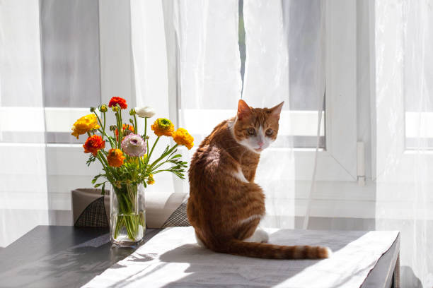 istock Yoing striped cat at home on table near window with flowers 1497268124