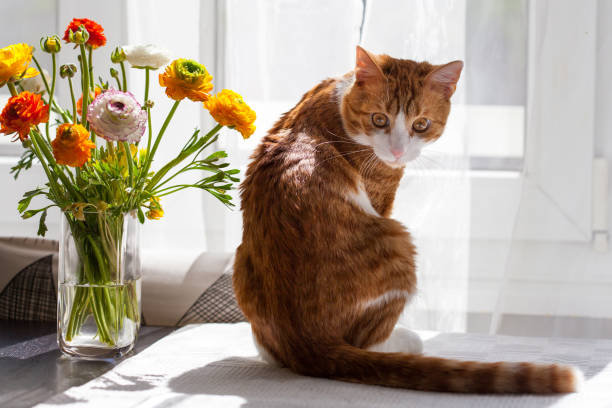 istock Yoing striped cat at home on table near window with flowers 1497268133