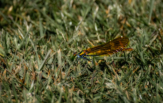 Beautiful coloful dragonfly sitting on grass