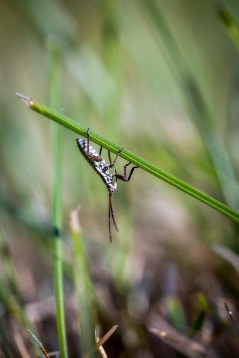 Leptopterna Dolabrata Meadow Plant Bug nymph sitting an grass straw, macrophotography
