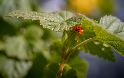 Soldier beetle hiding i leafs