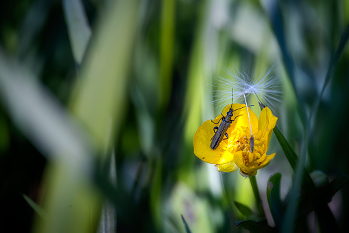 Buttercup flower with a insect and dandelion seed in a grass jungle. Bokeh background