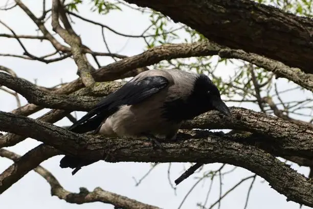 A crow is perched on a tree branch, intently looking down at its potential prey below