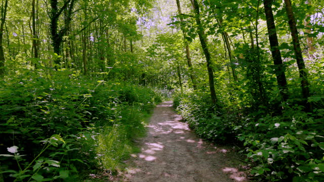 Walking along a woodland path in summer. POV looking ahead.