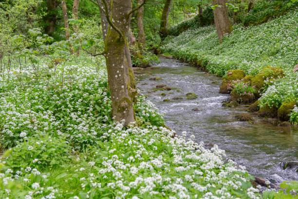 Wild garlic, trees and stream in a tranquil meadow, Yorkshire Dales, UK