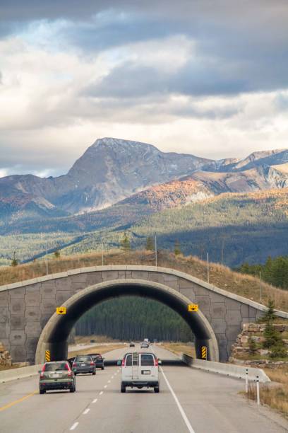 istock Wildlife bridges over the Trans Canada Highway, Alberta, Canada in summer 1497269426