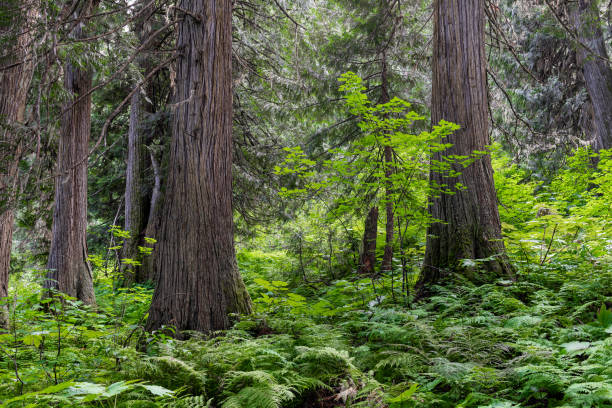 Ancient Forest, Prince George, Canada Western cedar trees and ferns in Ancient Forest, Fraser River Valley near Prince George, British Columbia, Canada. prince george photos stock pictures, royalty-free photos & images