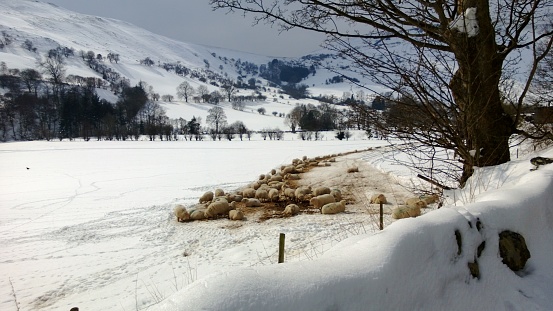 Sheep in a snowy valley in Wales