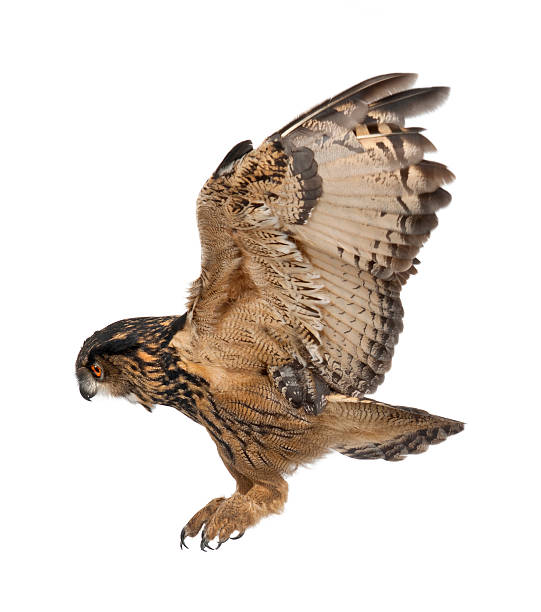 istock Eurasian Eagle-Owl, flying against white background 149726990