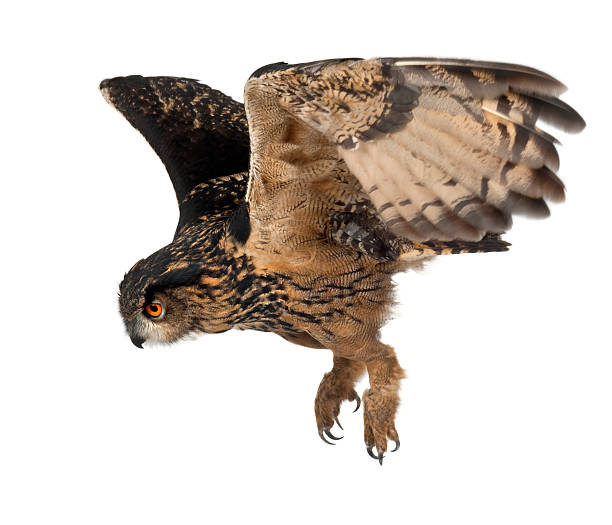 istock Eurasian Eagle-Owl, flying against white background 149726995