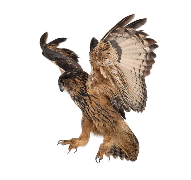 istock Eurasian Eagle-Owl, flying against white background 149726998