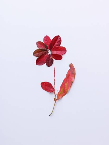 istock leaves on white background and pink one with red center and green centre 1497270541