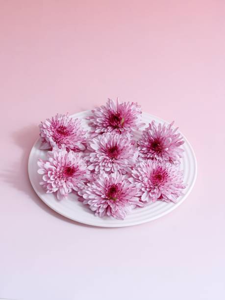 istock pink flowers on a white plate on a pink tablecloth 1497270564