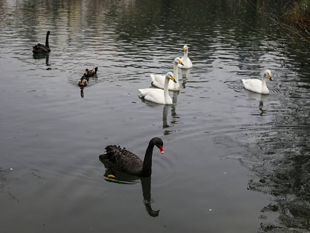 istock some black and white swans swimming in a lake 1497270691