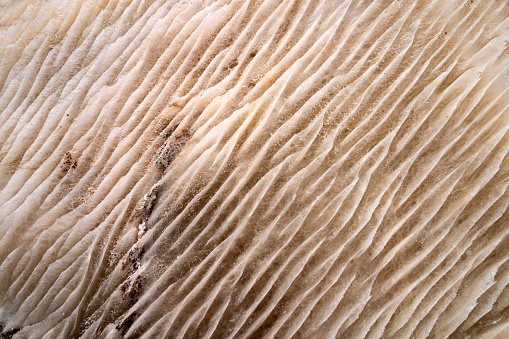 Salt formations on the stones of Garmasr salt cave in Iran