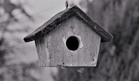 An ornamental birdhouse suspended from a tree branch with a wide entrance, perfect for feathered friends to take up residence in black and white