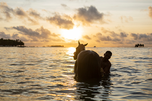 Photography of a beautiful scene on the beautiful island of San Andres where there is a man who enters the sea with his horse where he bathes it while they live at dawn