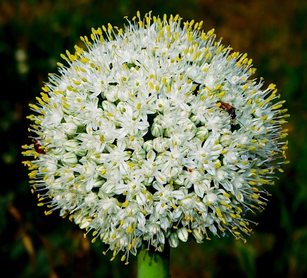 The onion (Allium Cepa L.) has a life cycle of 2 years from when we sow it in seedbeds until we can collect its seeds from the flower of the plant.