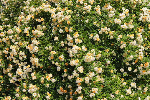 Rambler roses (Goldfinch, Paul 1907) in full bloom.