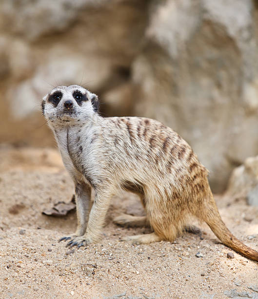 istock Suricate or Meerkat sitting on the sand 149727575