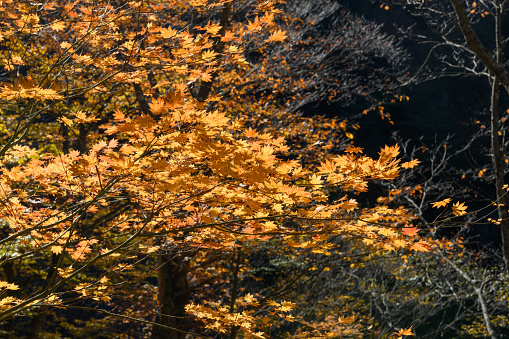 Autumn sun shining through the trees. Fall background.