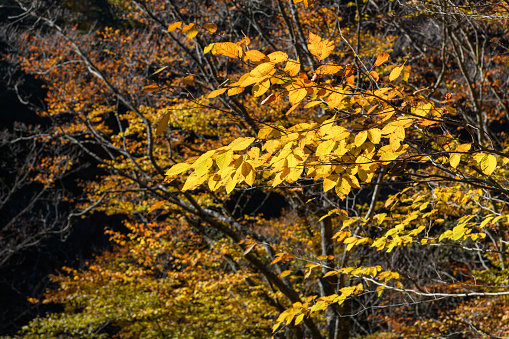 Autumn forest background.