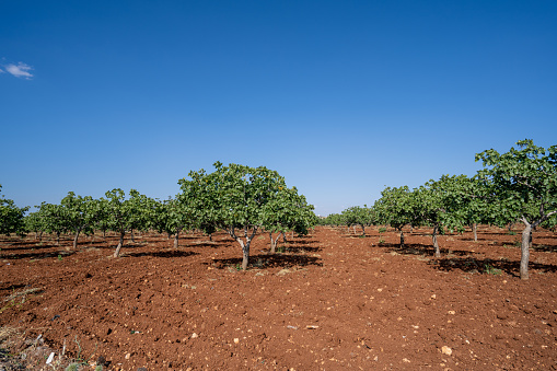 Pistachio tree in an earthen field at daytime.